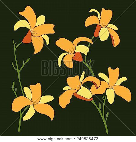 Daylily Flowers On A Black Background. Vector Illustration.
