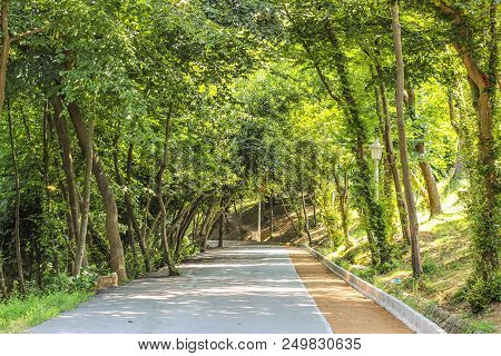 Green Forest Walking Way 
Tree Summer Landscape
