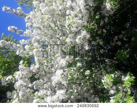 Photo Of The Blossoming Cherry Against The Background Of The Sky
