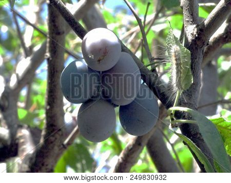 Photo Of A Plum Fruits On A Tree