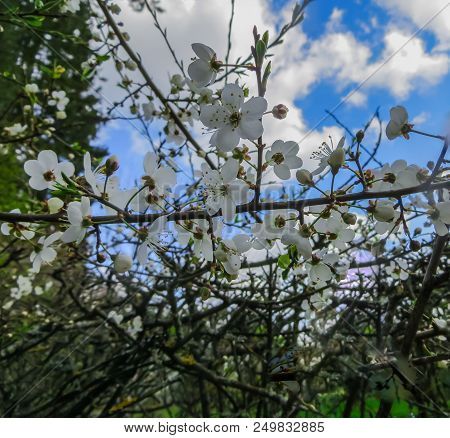 Branches Of Blooming Cherry Plums In The Early Spring In The Garden.