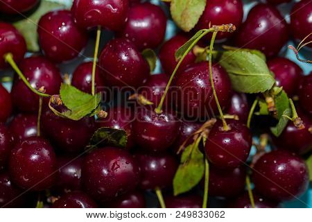 Close Up Of Cherry Basket, Fresh Cherry Background