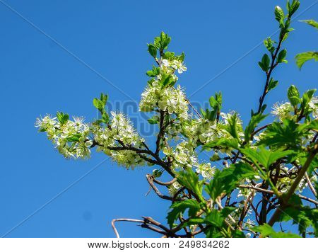 Branches Of Blooming Cherry Plums In The Early Spring In The Garden.