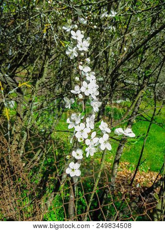 Branches Of Blooming Cherry Plums In The Early Spring In The Garden.