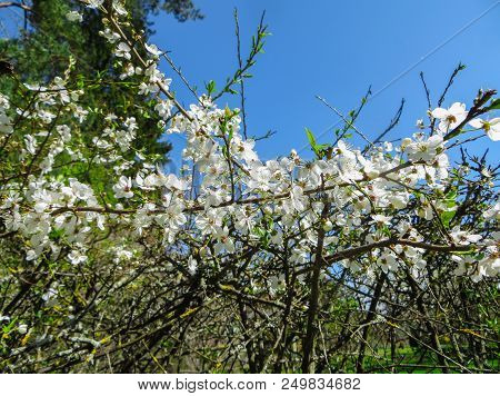 Branches Of Blooming Cherry Plums In The Early Spring In The Garden.