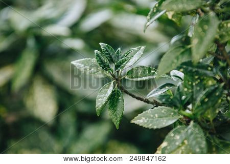Delightful Japonica Variegata Aucuba In The Garden In Summer.