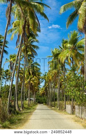Path Through Of Coconut Palms Leading To Beach. Island Flores, Riung. Indonesia.