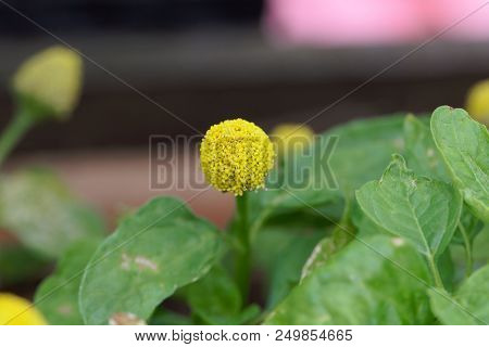 Flower Of A Parakress (acmella Oleracea)