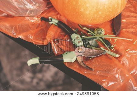 Beautiful Autumn Floral Bouquet In A Pumpkin Vase. Preparing For Halloween. Table Setting For The We