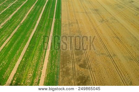 Aerial View On Divide In Half Field Of Wheat And Potatoes.