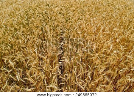 Close Up On Wheat Field, Aerial View.