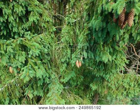 Spruce Cones Hanging On Branch, Aerial View.
