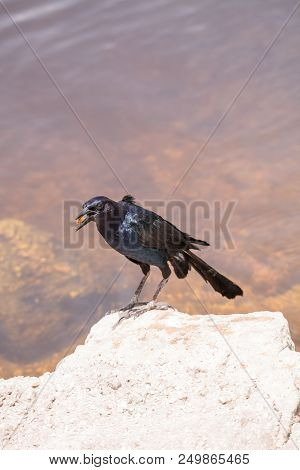 Boat Tailed Grackle Bird Quiscalus Major