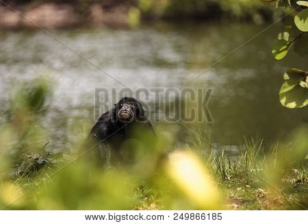White Handed Gibbon Also Called Lar Gibbon Or Hylobates Lar