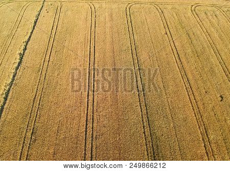Yellow Wheat Fields With Truck Tracks, Aerial View.