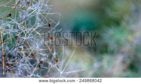European Smoketree Cotinus Coggygria Flowers Macro With Water Drops
