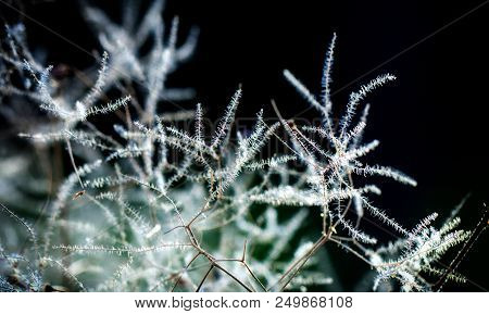 European Smoketree Cotinus Coggygria Flowers Macro With Water Drops