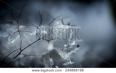 European Smoketree Cotinus Coggygria Flowers Macro With Water Drops