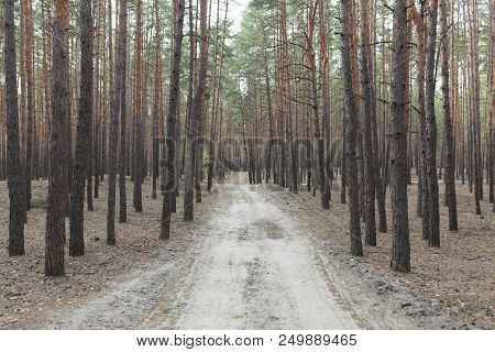 Pine Forest Rural Sand Road Summer Day Sith Sunlight