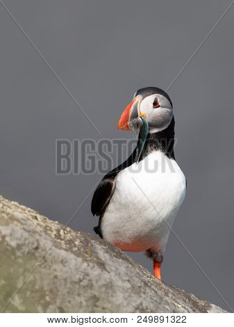 Puffin With Fish In Its Mouth On The South Coast Of Iceland