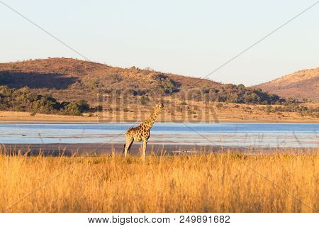 Giraffe Close Up From Pilanesberg National Park, South Africa. Safari And Wildlife. Cape Giraffe Or 