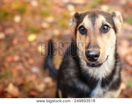 Homeles dog outdoors. Pet at autumn