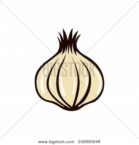 Garlic Vector Illustration Isolated On White Background