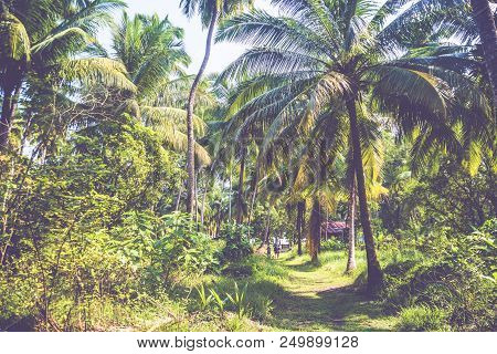 Densely Growing Trees In A Palm Grove. Green Bushes And Palm Trees On An Exotic Island In The Backgr
