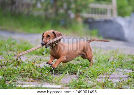 Dog Running With Stick. Playful Dog Running With Stick