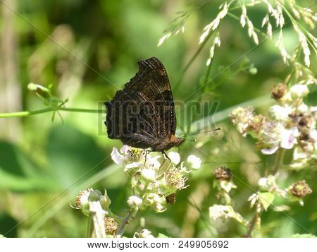 Peacock Butterfly In The Forest White Blossom