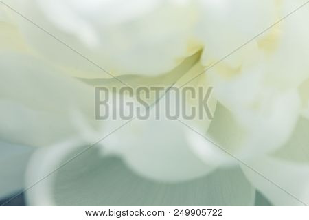 The White Flowers Background. Macro Of White Petals Texture. Soft Dreamy Image