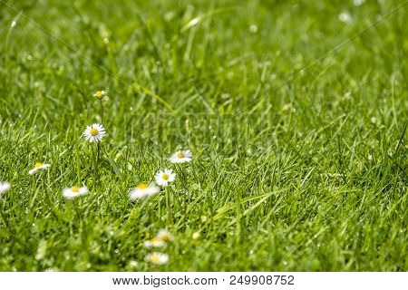 Blurred Green Summer Background With Daisies Flowers And Green Grass And Water Drops Flying .