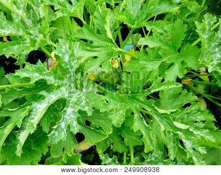 Zucchini Leaves. Vegetable Garden. Siberian Nature Cultivated Plants
