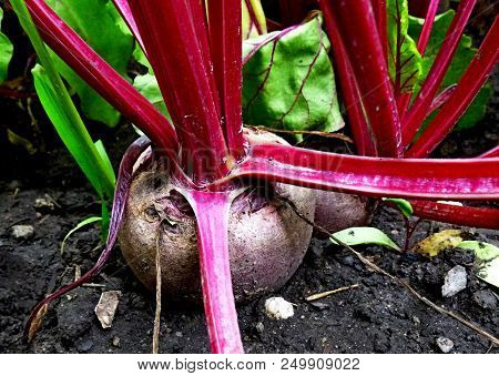Red Beet In The Ground. Vegetable Garden. Siberian Nature Cultivated Plants