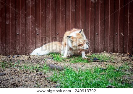 Portrait Of Wild Golden Fox In Enclosure
