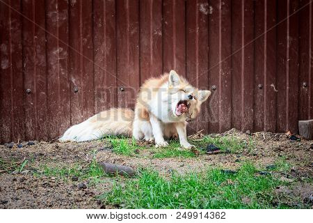 Portrait Of Wild Golden Fox In Enclosure