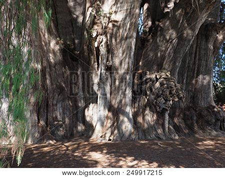Stoutest Trunk Of The World Of Montezuma Cypress Tree At Santa Maria Del Tule City In Mexico At Stat