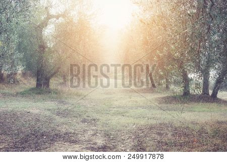 Olives Trees Garden In Greece. Sunny Spring Misty Norning