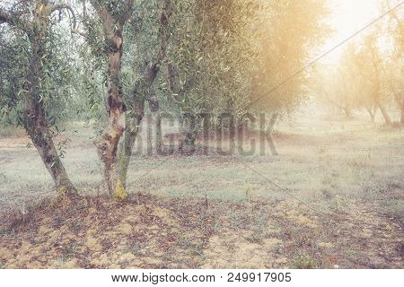 Olives Trees Garden In Greece. Sunny Spring Misty Norning