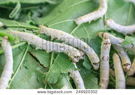 Silk Worm On Green Mulberry Leaf. Close Up