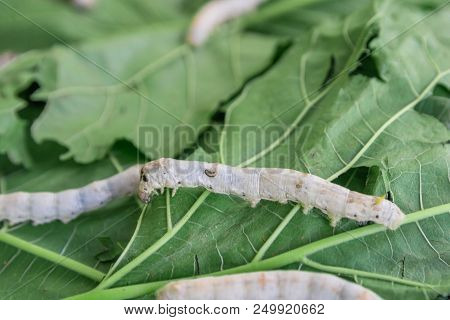 Silk Worm On Green Mulberry Leaf. Closeup