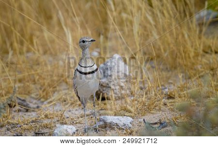 Delicate Bird Double Banded Courser On Ground Surrounded By Golden Grass In Namibia