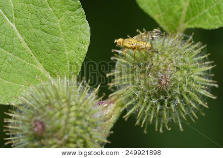 Burdock Picture Wing Fly - Terellia Tussilaginis 
On Flower Of Burdock