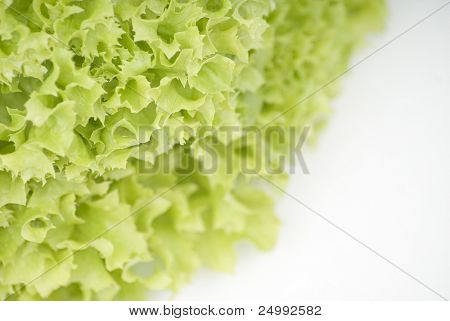 foto macro dettagliata di lattuga lollo verde su sfondo bianco con spazio copia