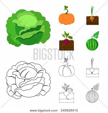 Cabbage, Pumpkin, Onion, Buriak.plant Set Collection Icons In Cartoon, Outline Style Vector Symbol S