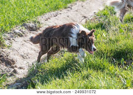 Portrait Of Border Collie Dog Walking In Belgium