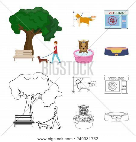 Walking With A Dog In The Park, Combing A Dog, A Veterinarian Office, Bathing A Pet. Vet Clinic And 