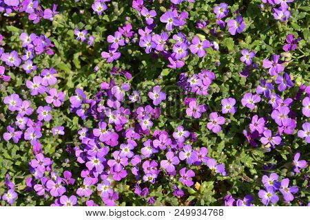 Aubrieta Doctor Mules Purple Flowers - Latin Name - Aubrieta Doctor Mules