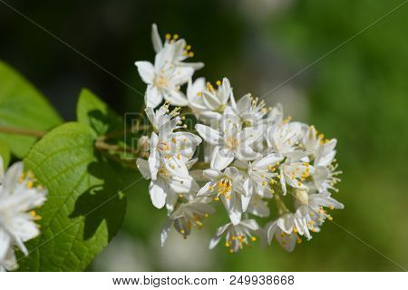 Fuzzy Deutzia White Flowers - Latin Name - Deutzia Scabra Var. Sieboldiana