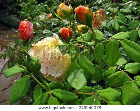 Bush Of Yellow English Rose With Drops Of Water On Flowers And Leaves In Garden After Rain.